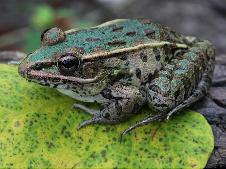 Southern Leopard Frog